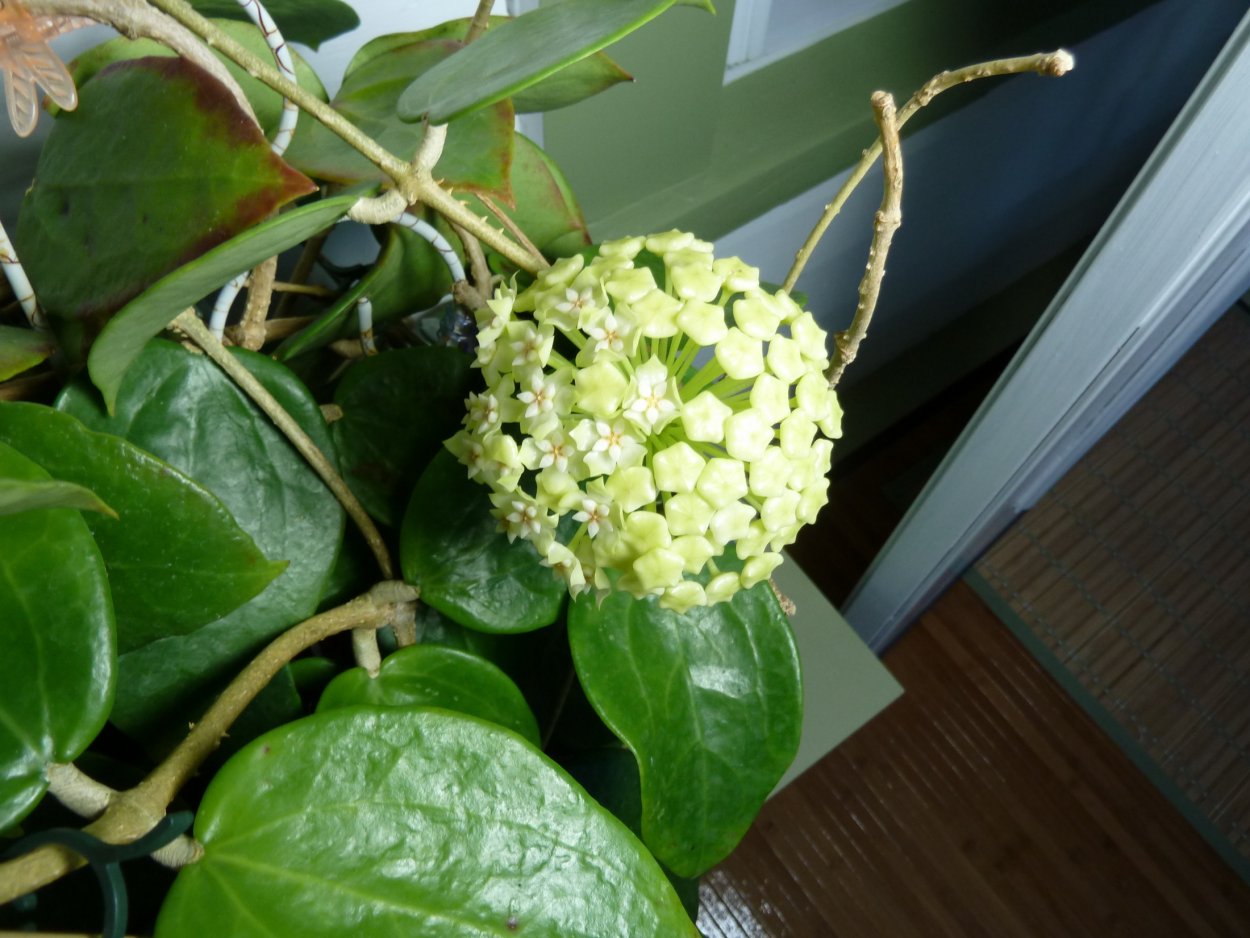 Хойя cardiophylla