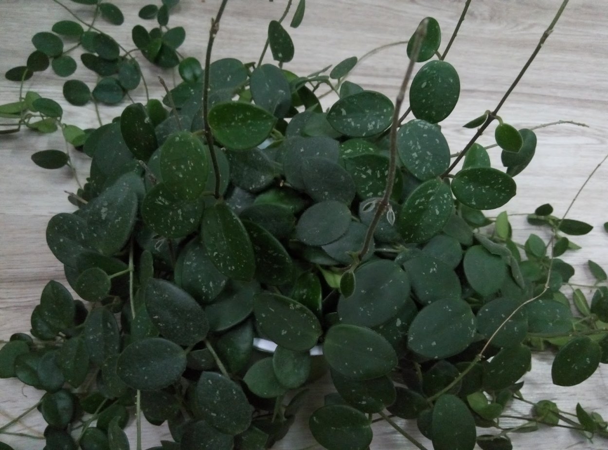 Hoya CV. Mathilde 錢幣毬蘭