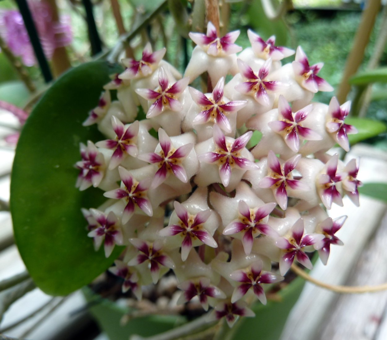 Хойя Матильда