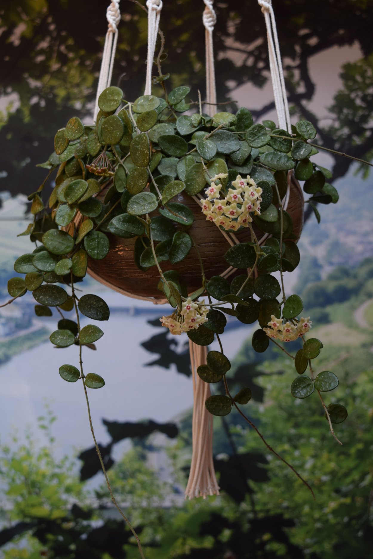 Сесилия растение