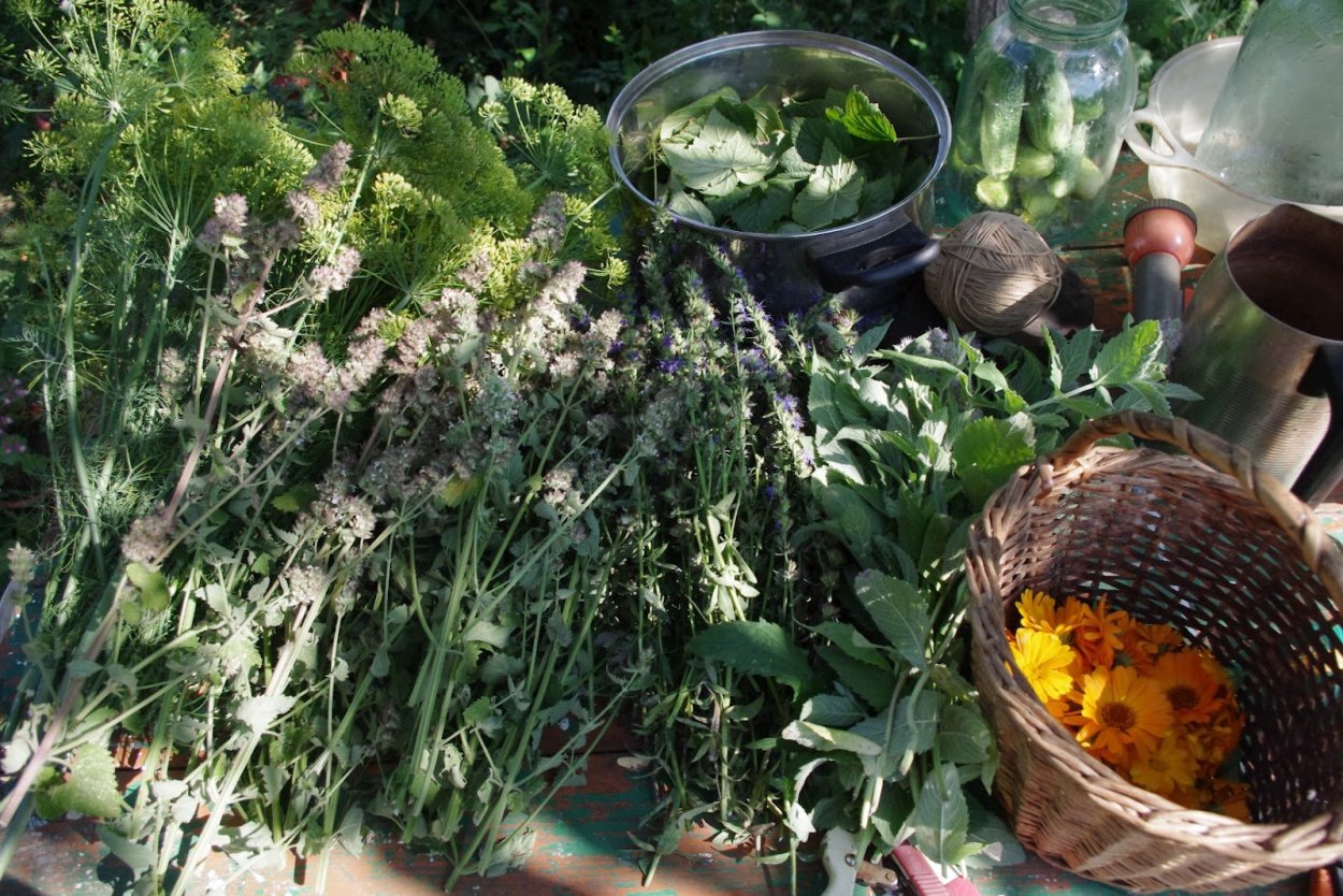 Высушивание травы еще зеленой