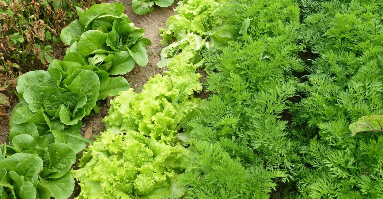 Капуста в июле