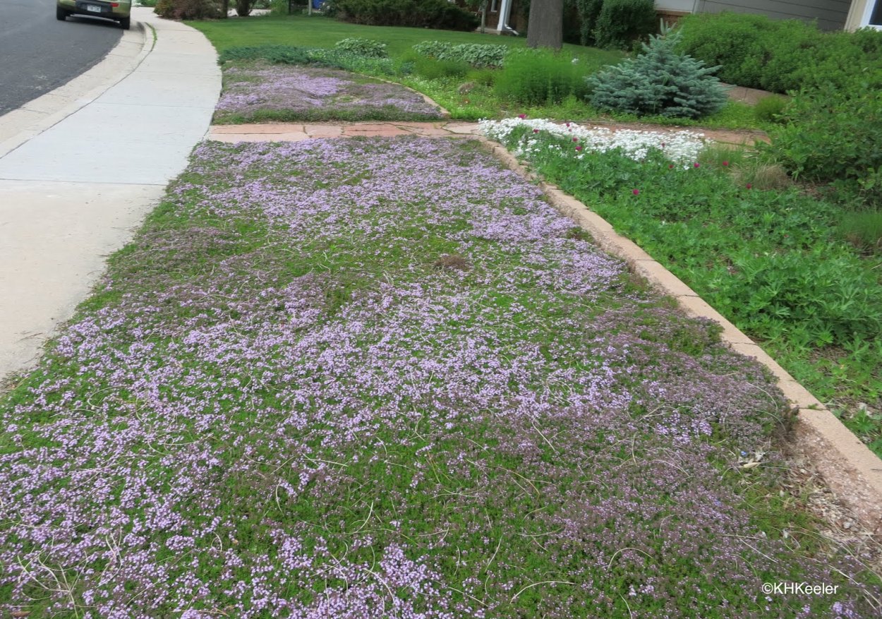 Тимьян ползучий газон