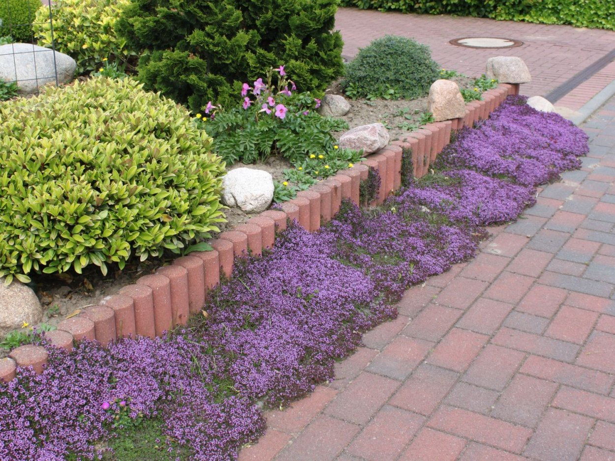 Тимьян ползучий бордюрный