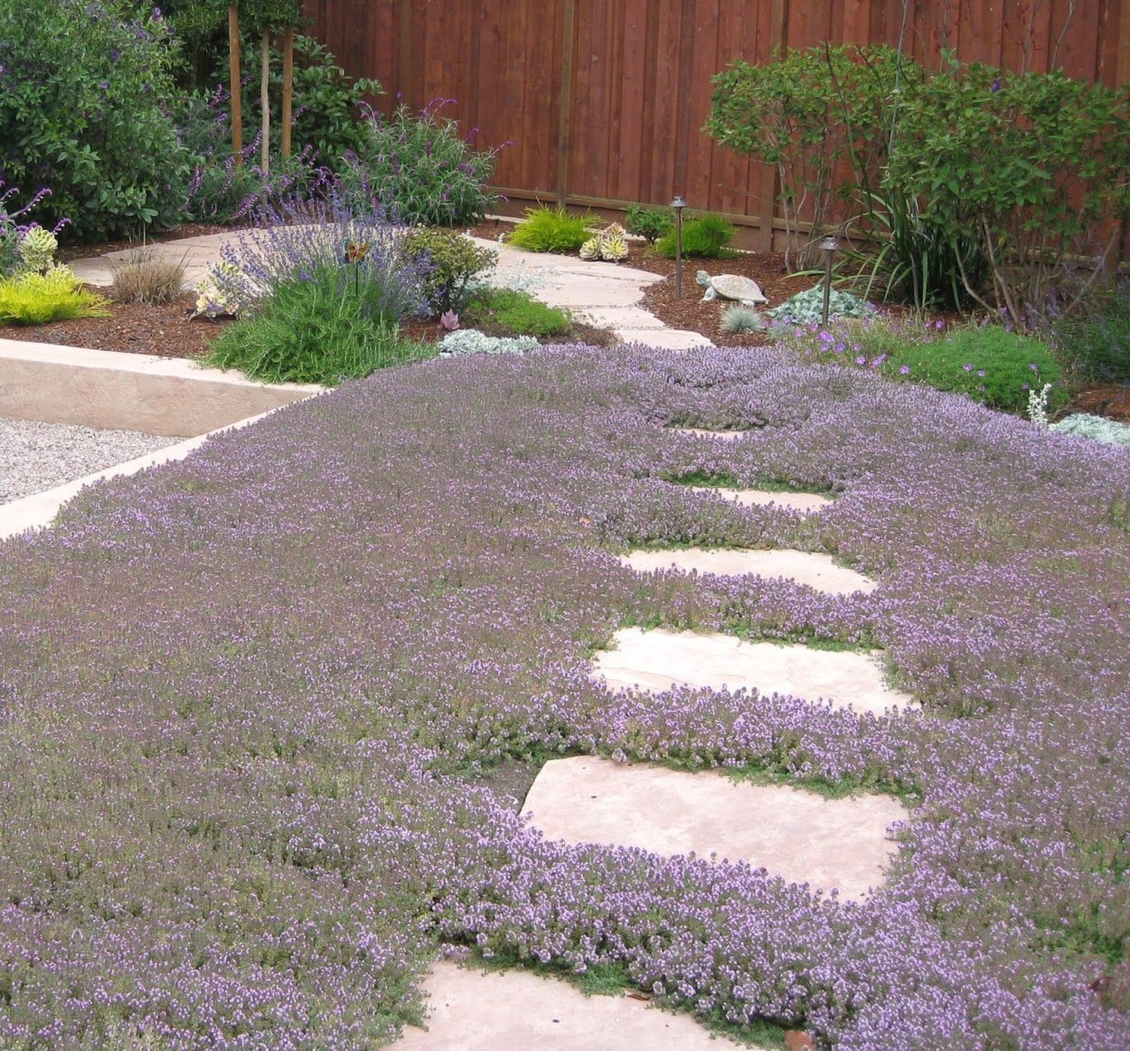 Газон из тимьяна ползучего