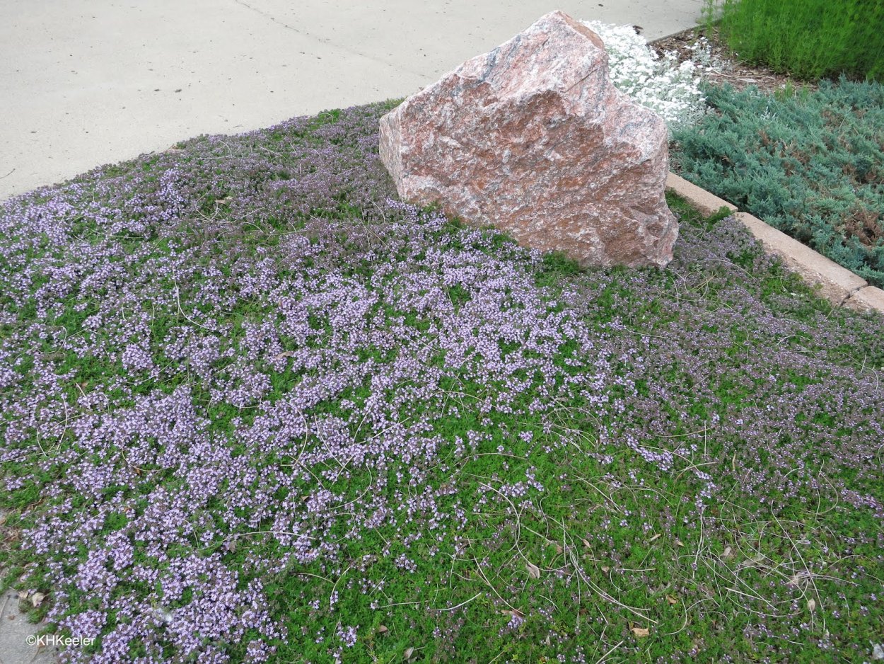 Тимьян и Мшанка