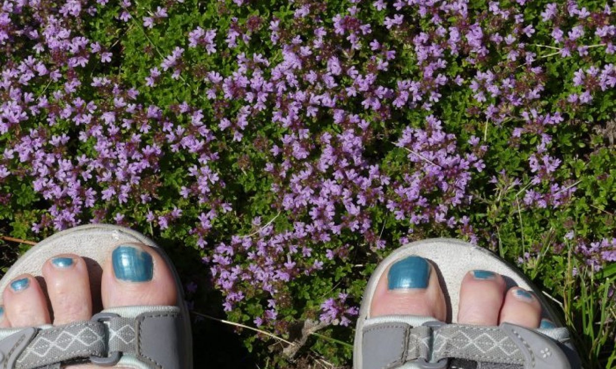 Газон из тимьяна