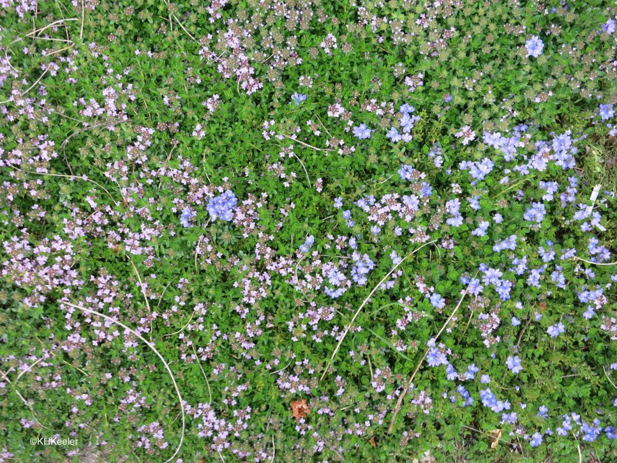 Тимьян ползучий газон