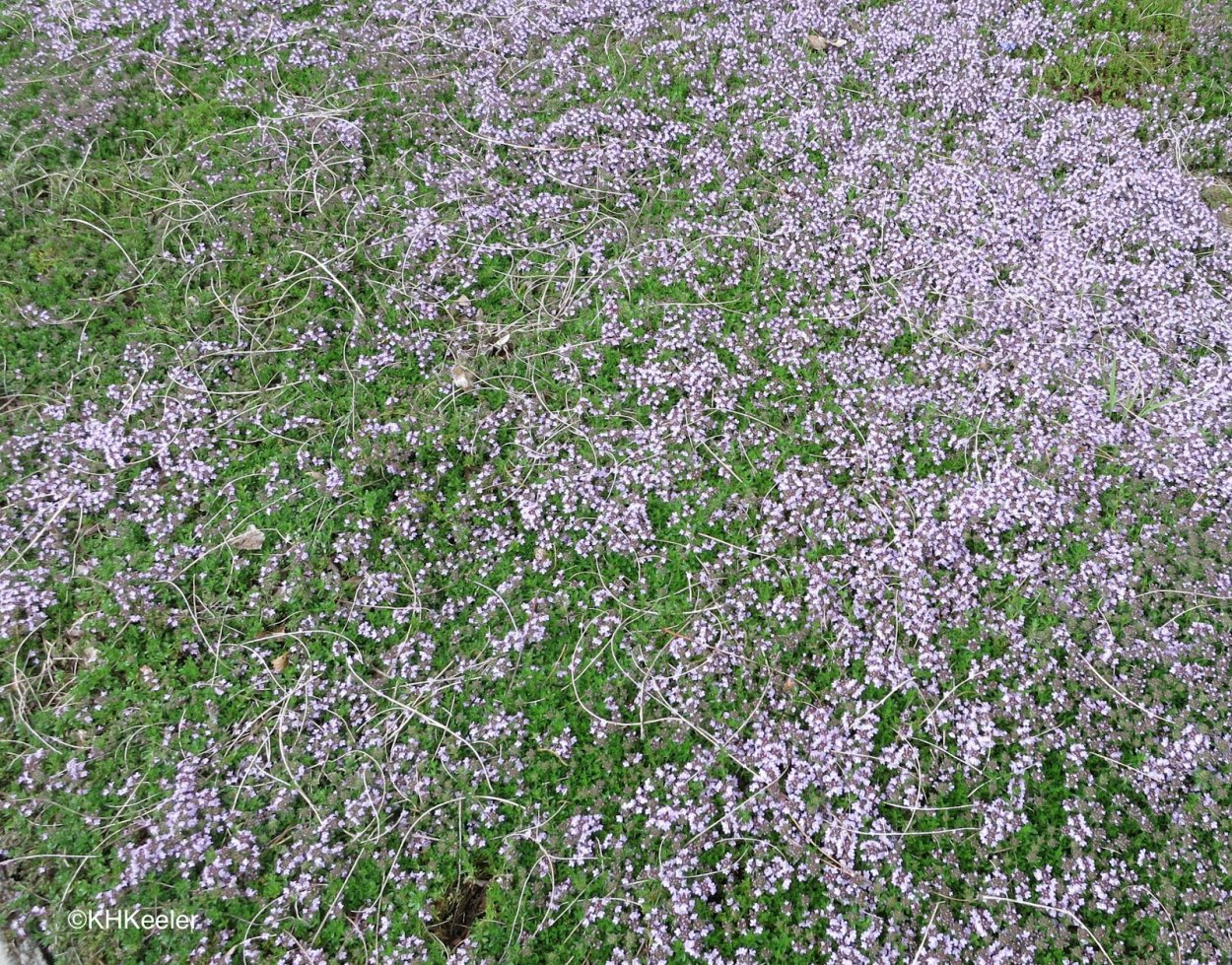 Репейник газон тимьян