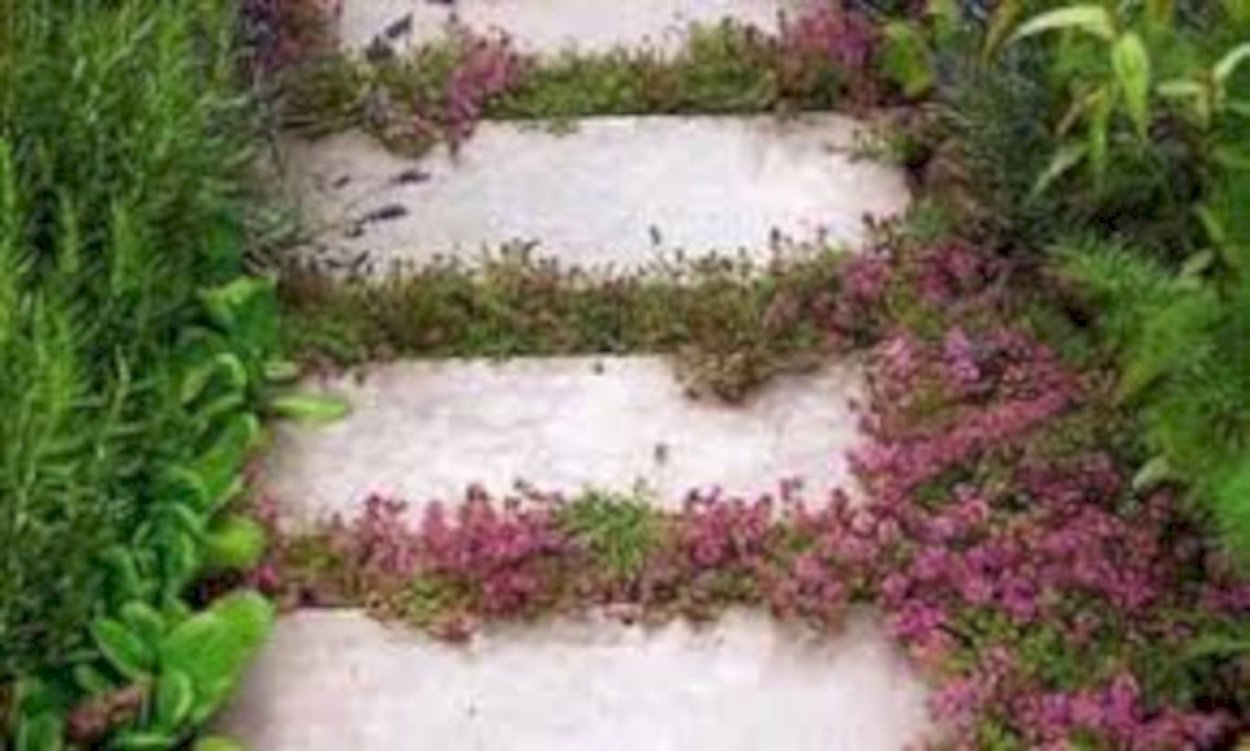 Тимьян чабрец ползучий на дорожках