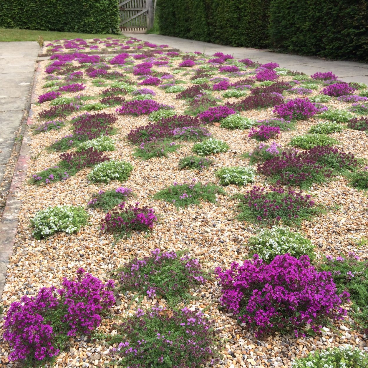 Почвопокровные многолетники тимьян