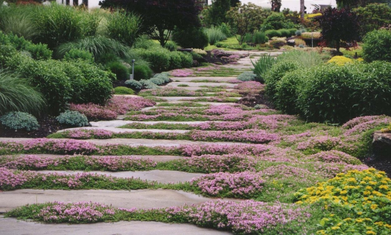 Дорожки степ с почвопокровными растениями