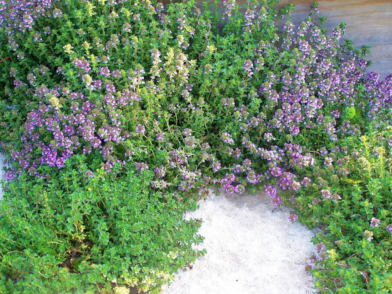 Тимьян ползучий Криспин