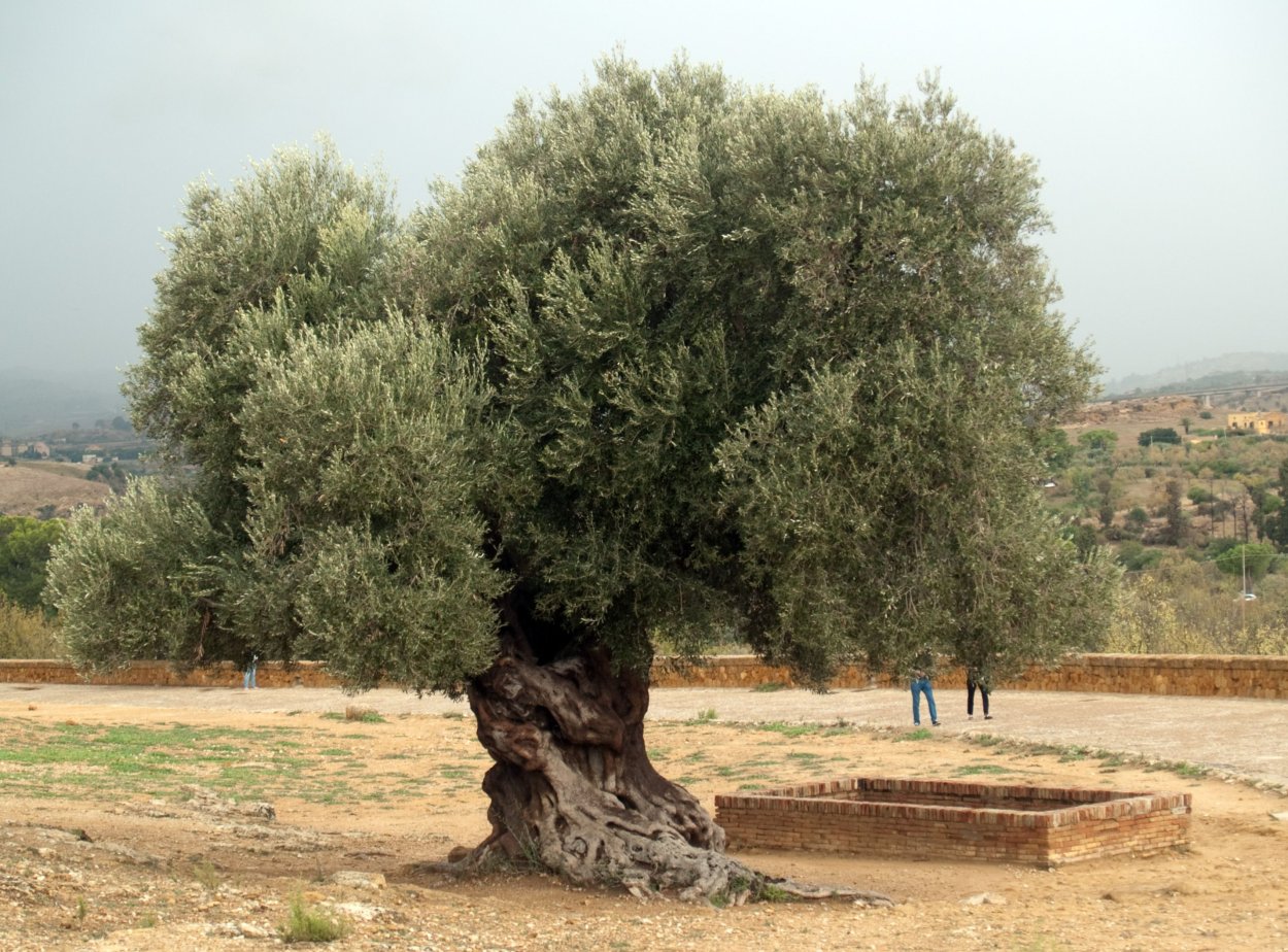 Дерево гаркад иудейское дерево
