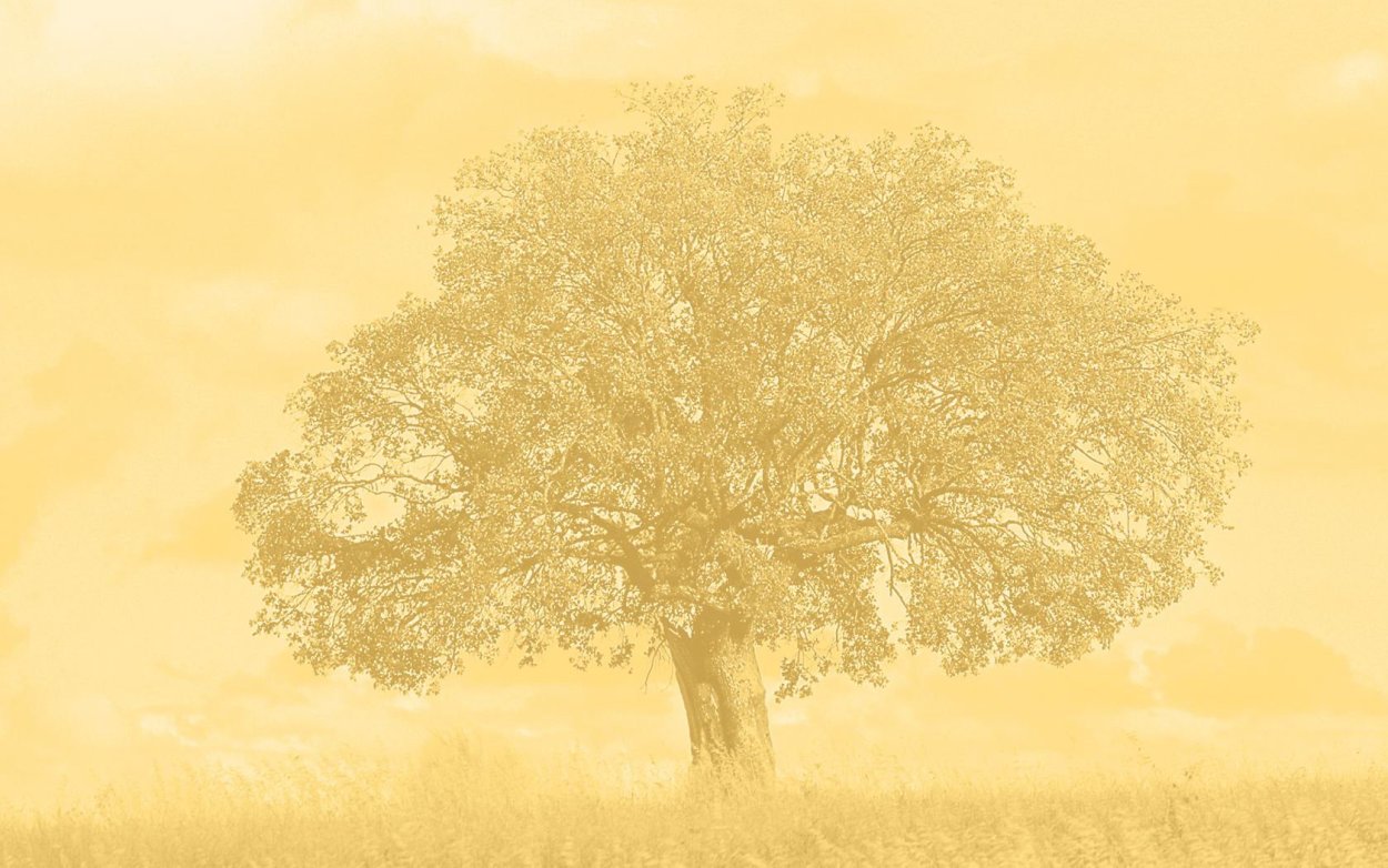 Фон для генеалогического дерева