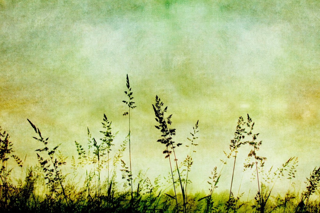 Трава поле акварель