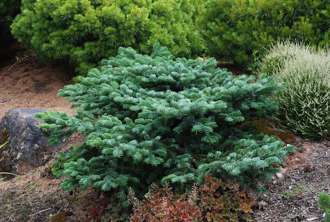 Abies amabilis пихта миловидная