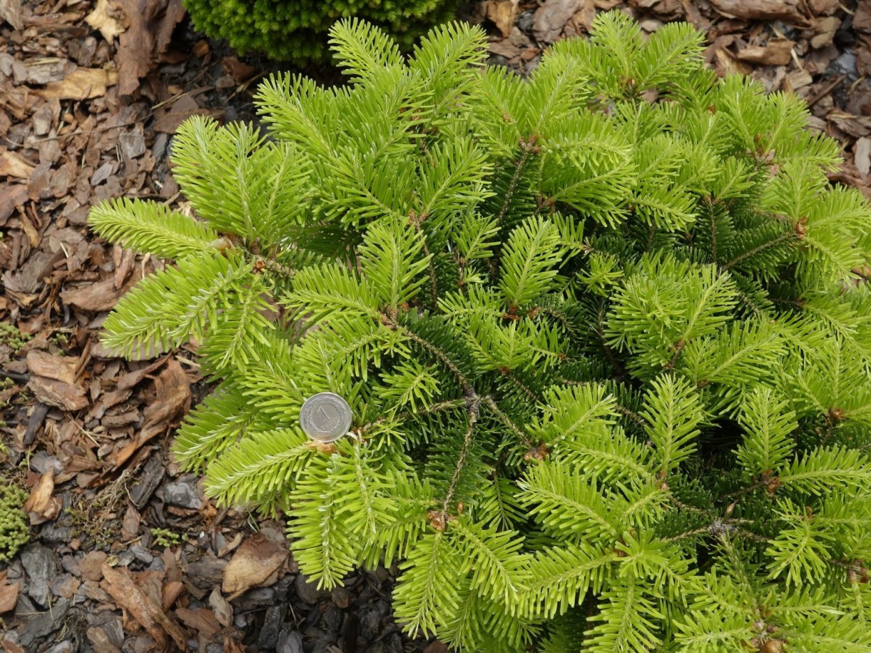 Пихта одноцветная пигмея