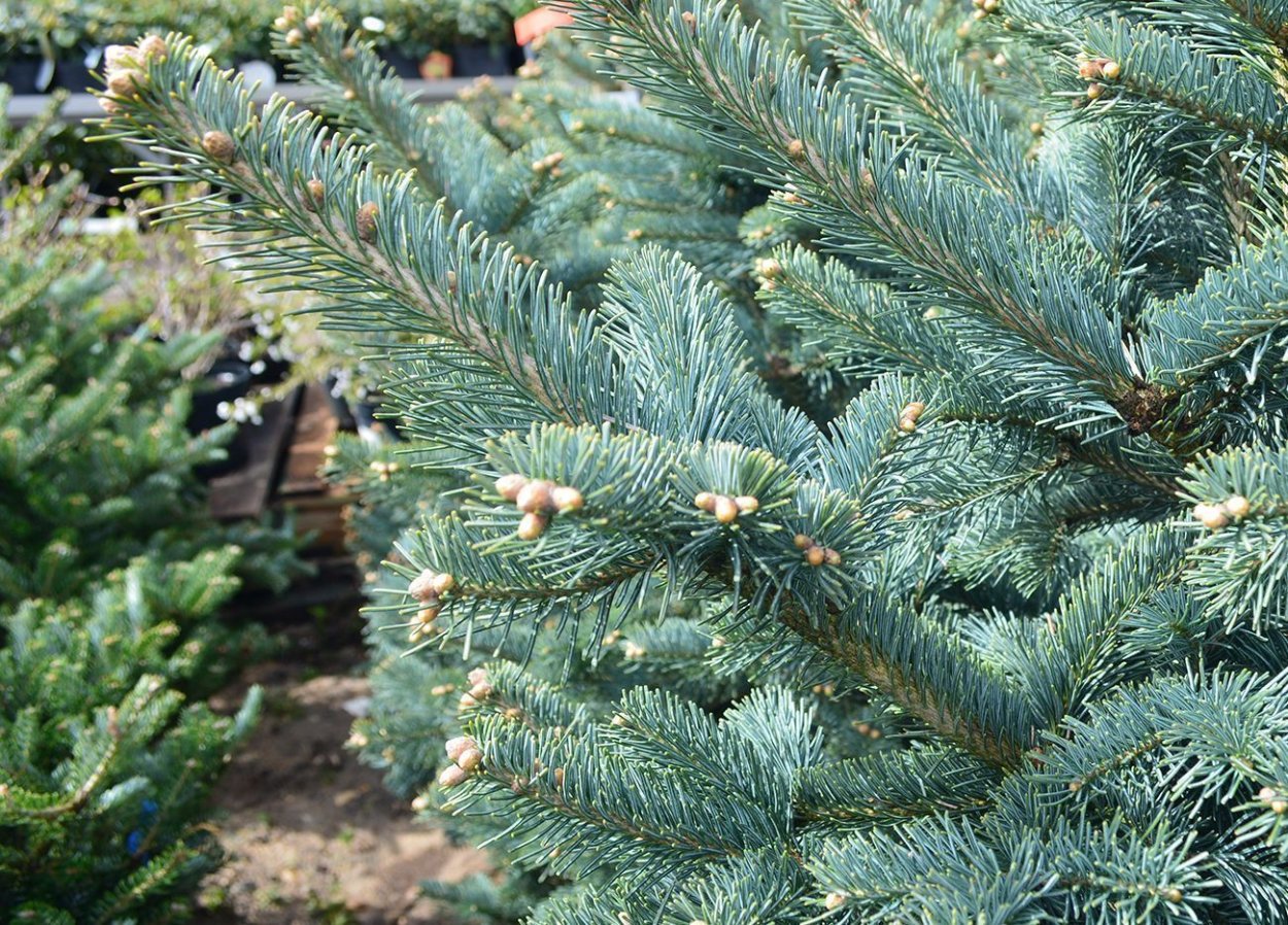 Пихта Горная "Аргентеа" (argentea)