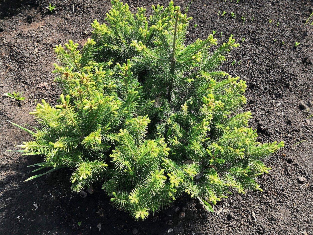 Тис Элегантиссима