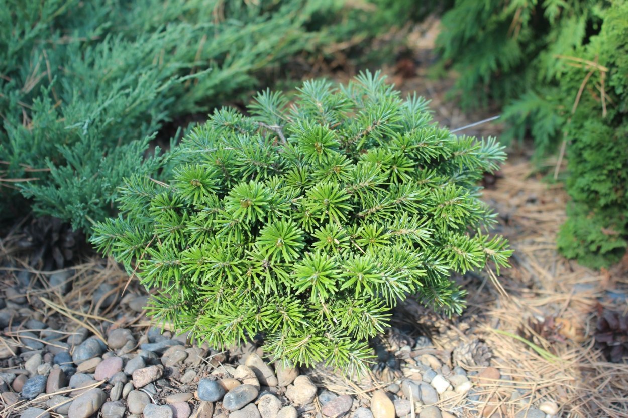 Пихта Сибирская Карагай