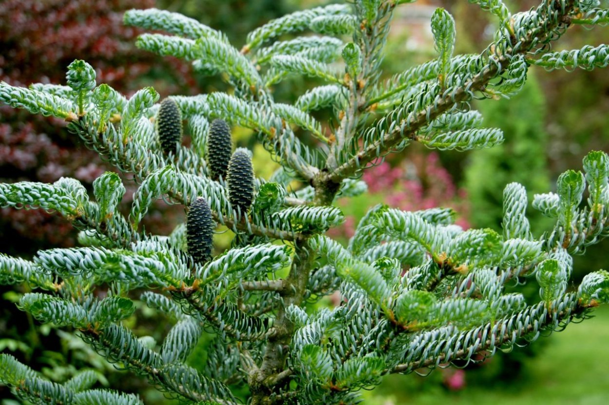 Пихта корейская Сильберлок