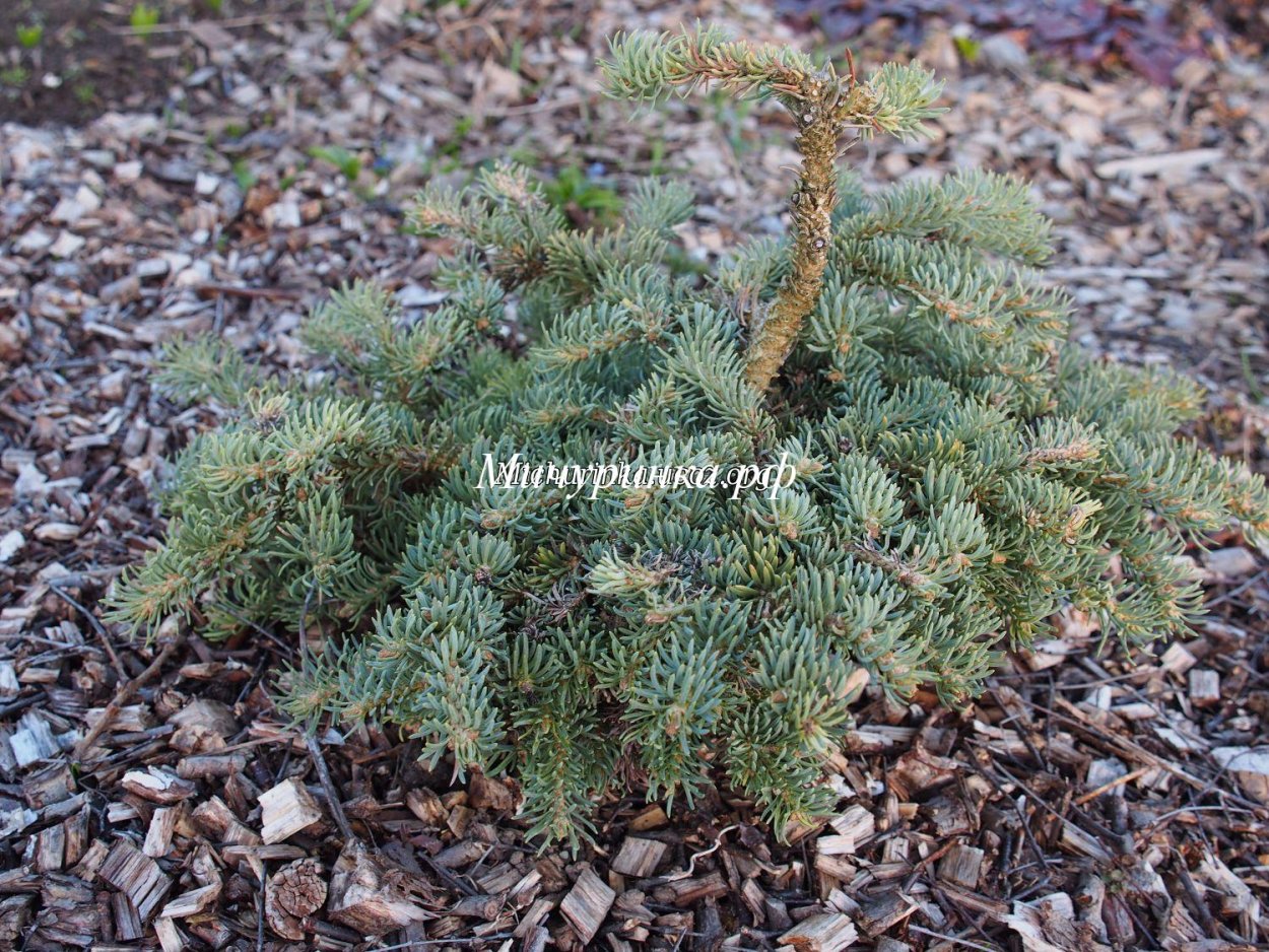 Пихта ostrov nad Ohri