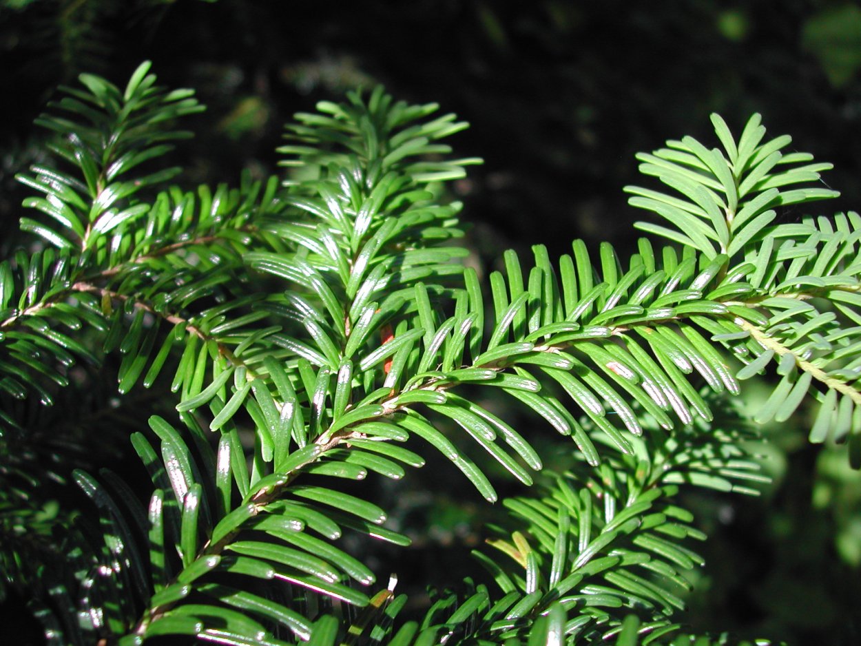 Серебряная пихта