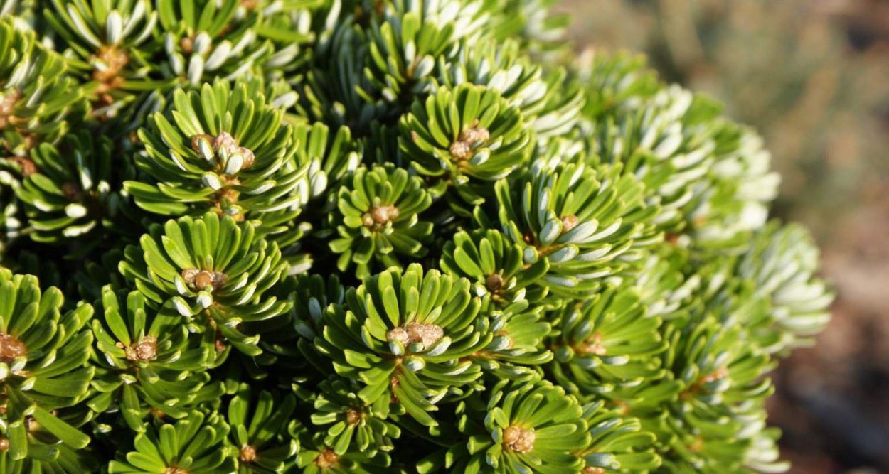 Пихта корейская велленсенд