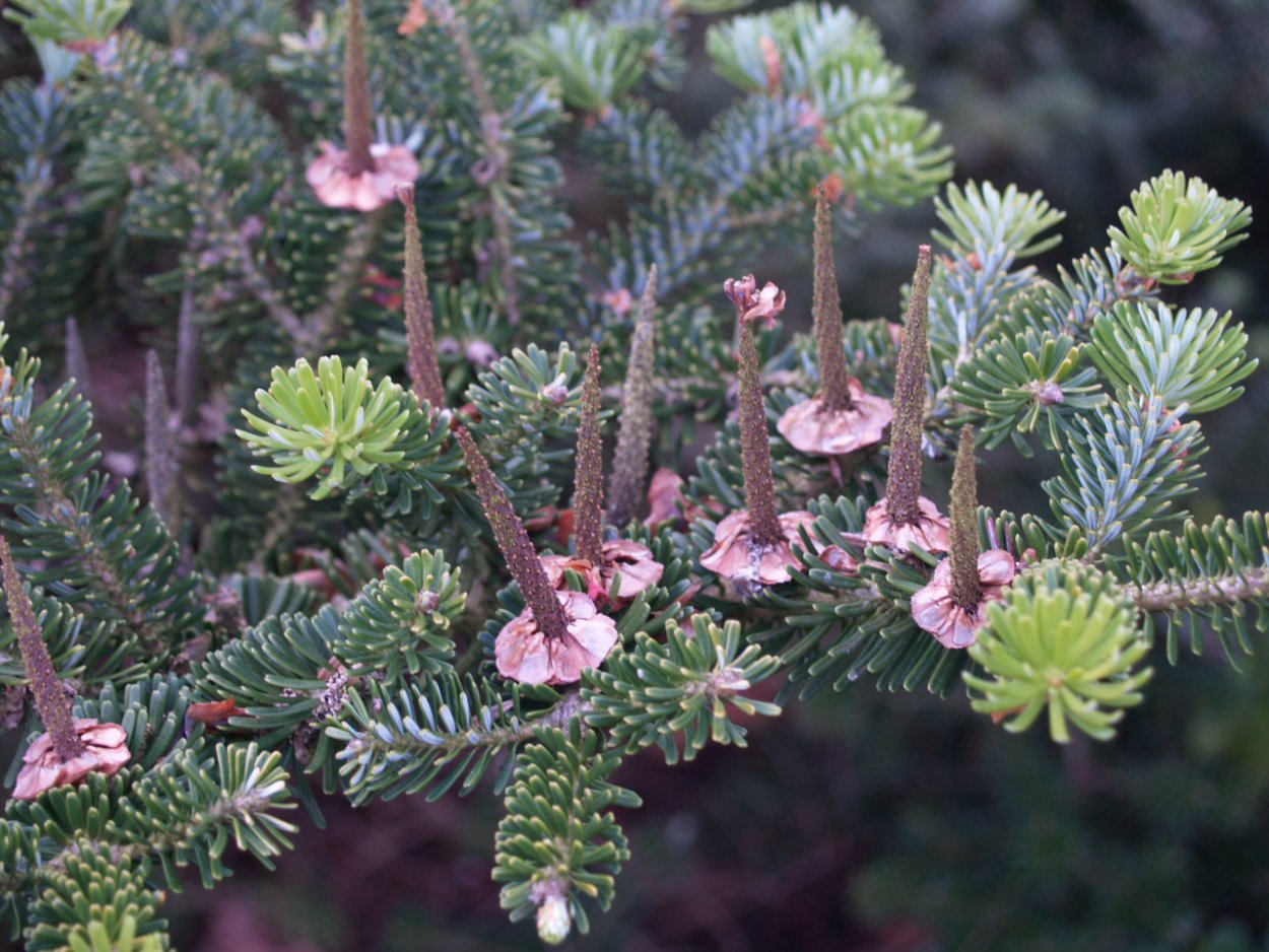 Пихта корейская Альба