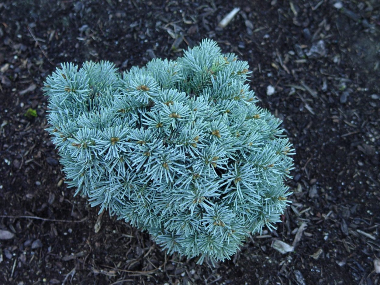 Abies Koreana 'Silberperle'