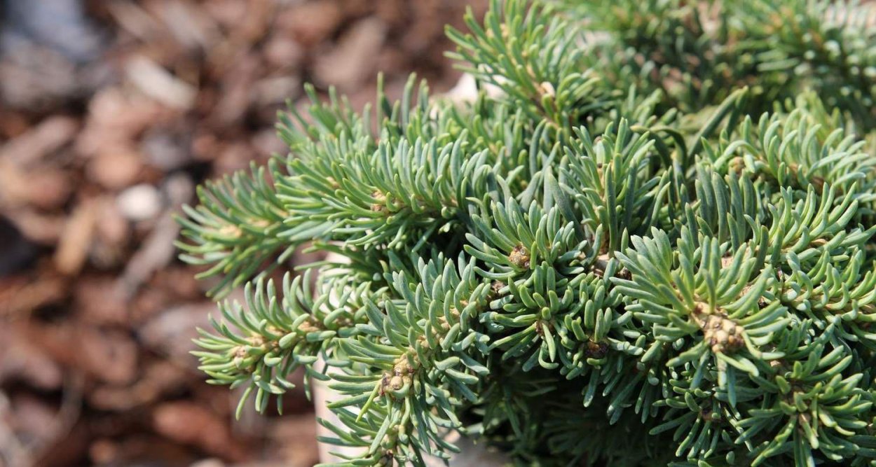 Пихта Abies con. Ostrov nad Ohri