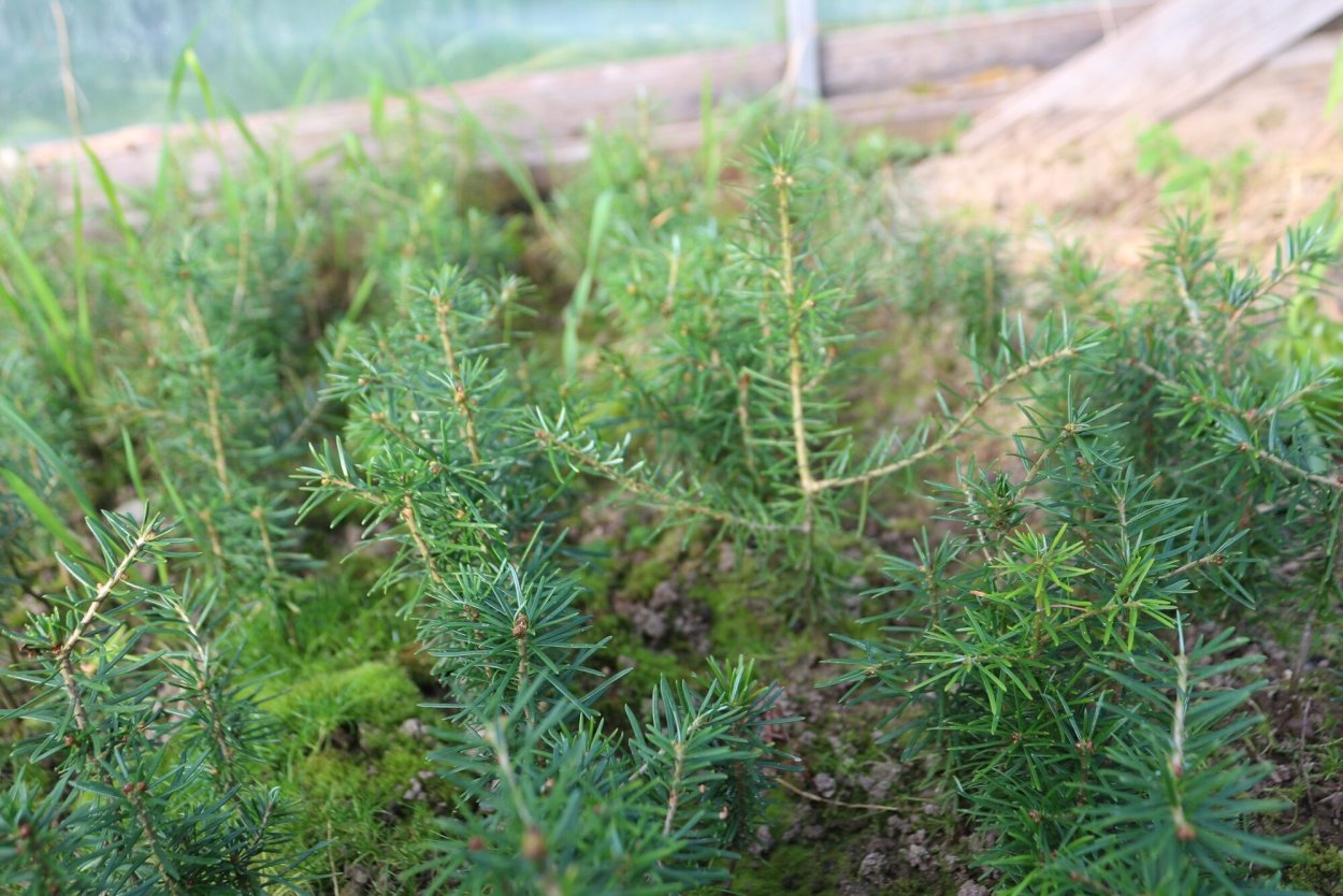 Пихта стелющаяся фото