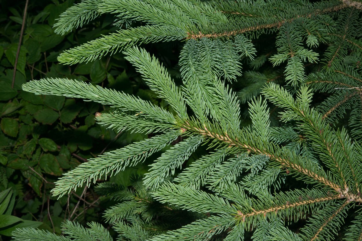 Picea pungens Colorado