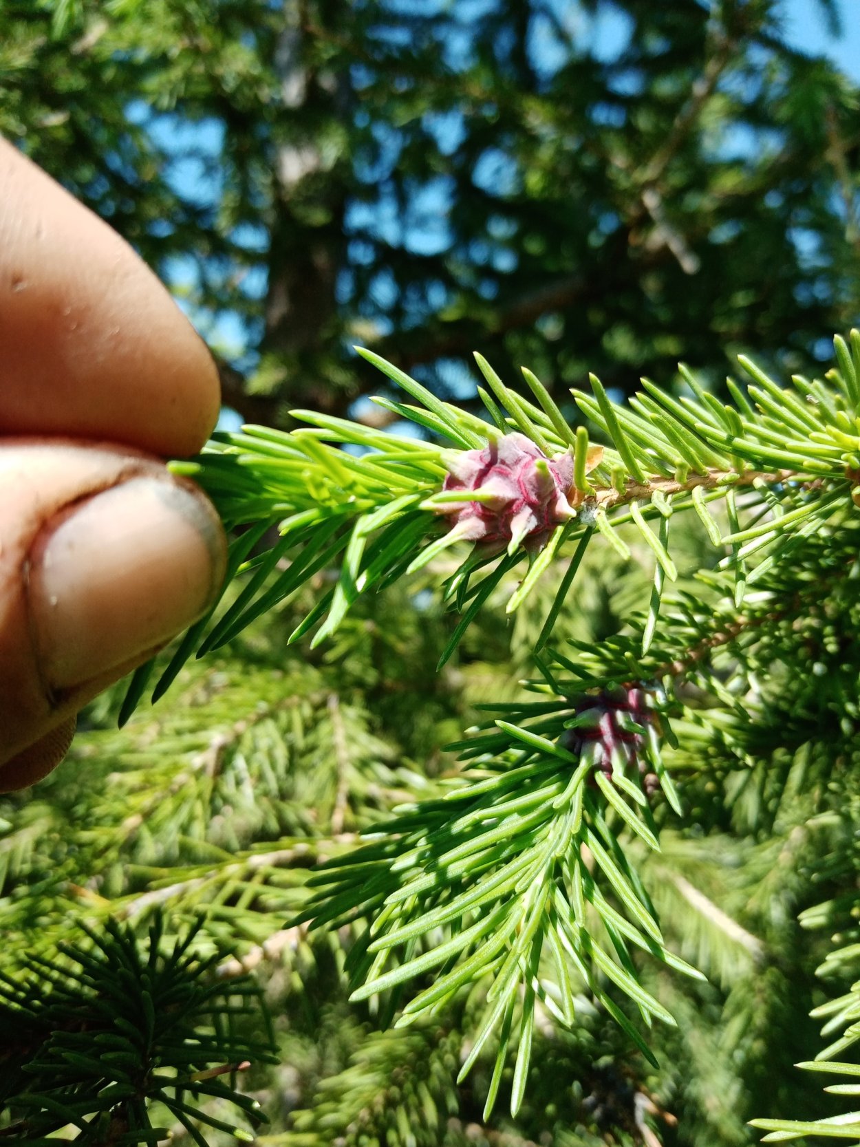 Шишки пихты болезни