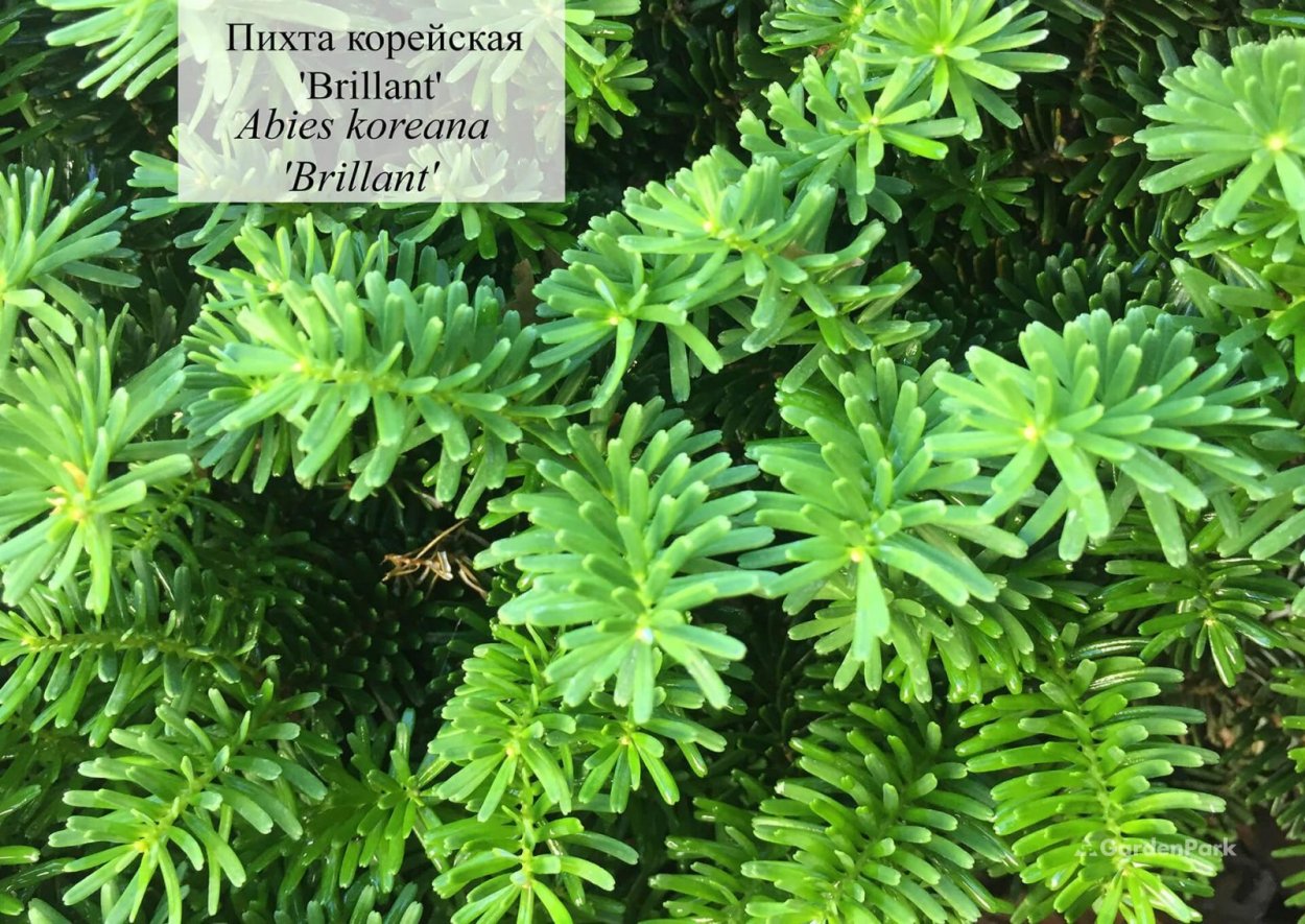Пихта бальзамическая бриллиант
