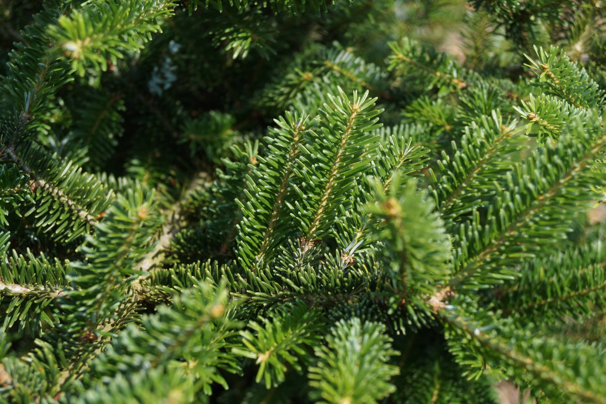 Пихта корейская Дискус