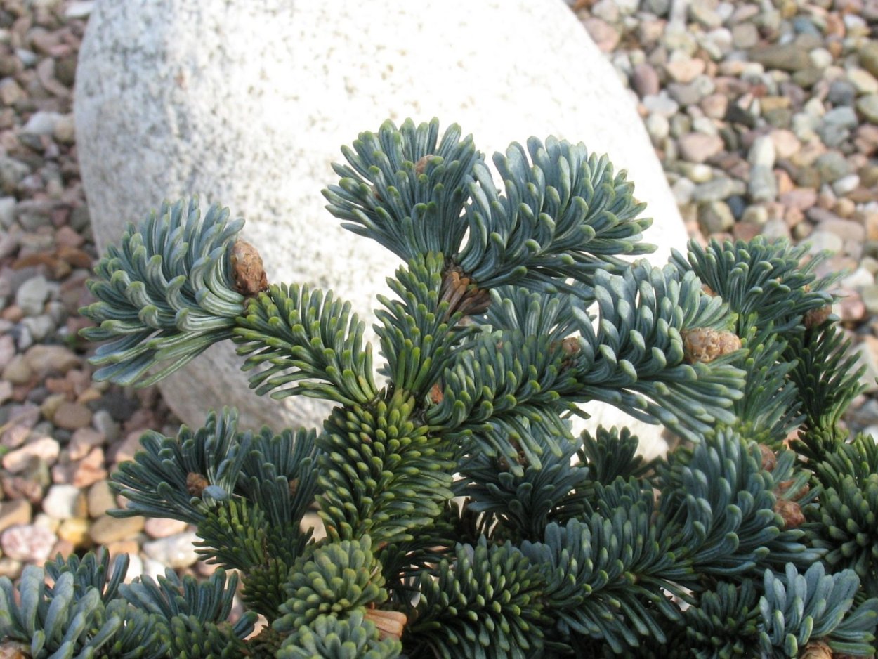 Пихта корейская Фрости