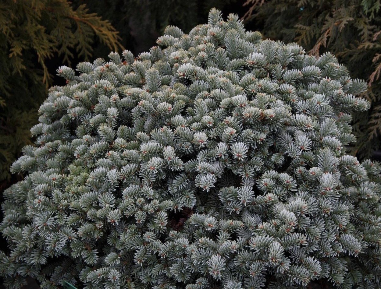 Пихта высокорослая (procera) Прокумбенс