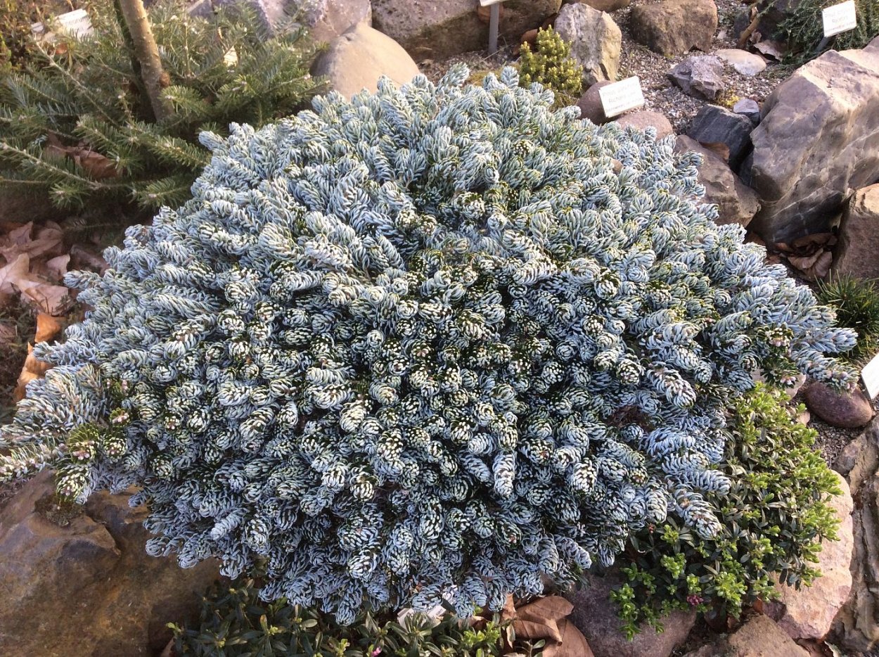 Пихта АЙСБРЕЙКЕР