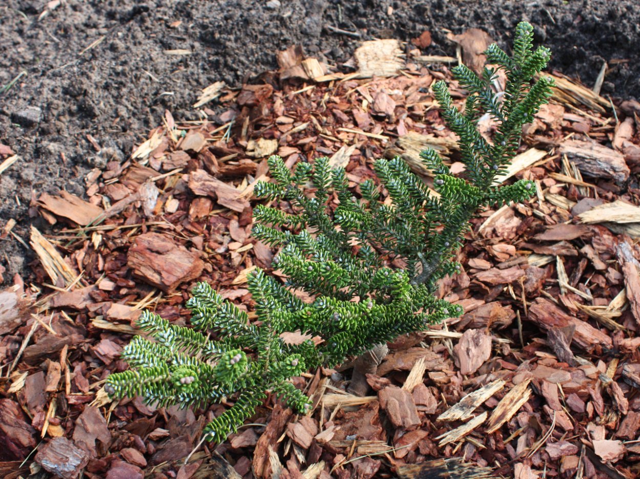 Пихта корейская Oberon Оберон