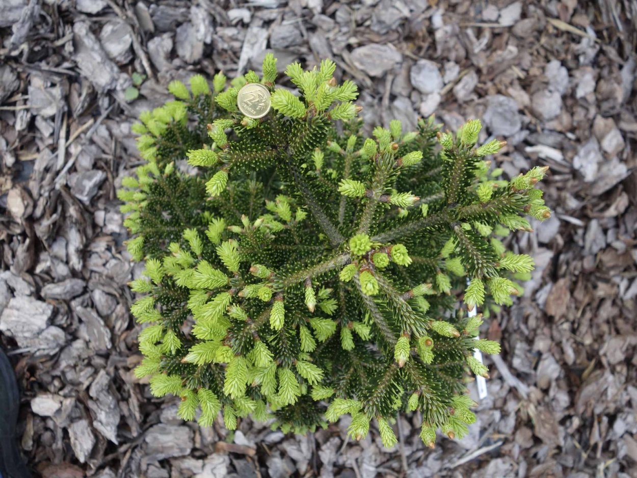 Пихта Нордмана Ауреа