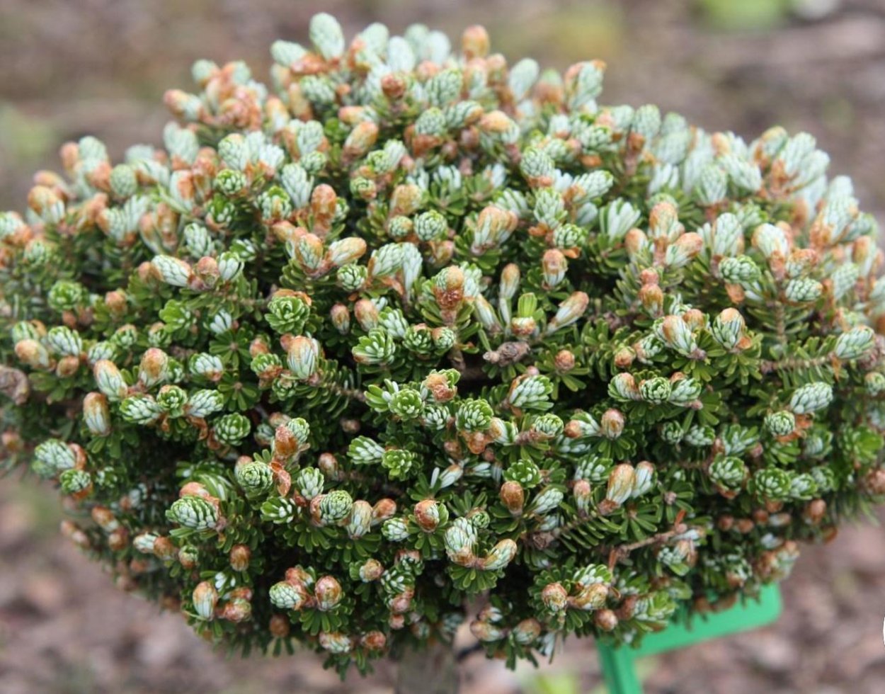 Пихта корейская Кристалкугель