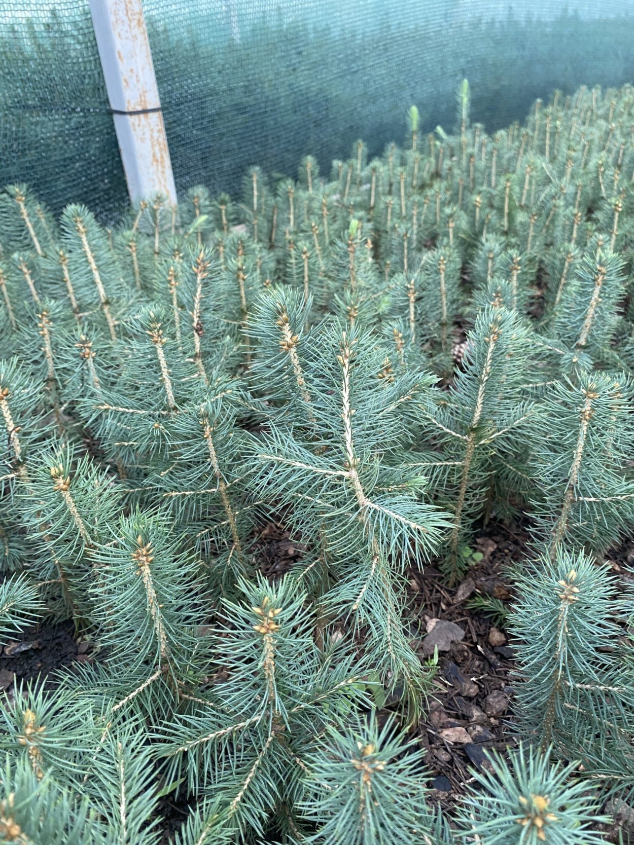 Ель голубая сеянец