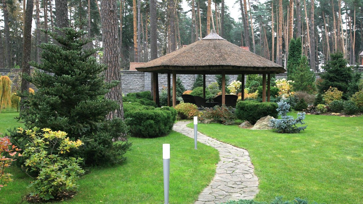 Хвойники в Лесном ландшафте