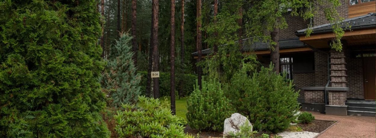 Хвойники в Лесном ландшафте