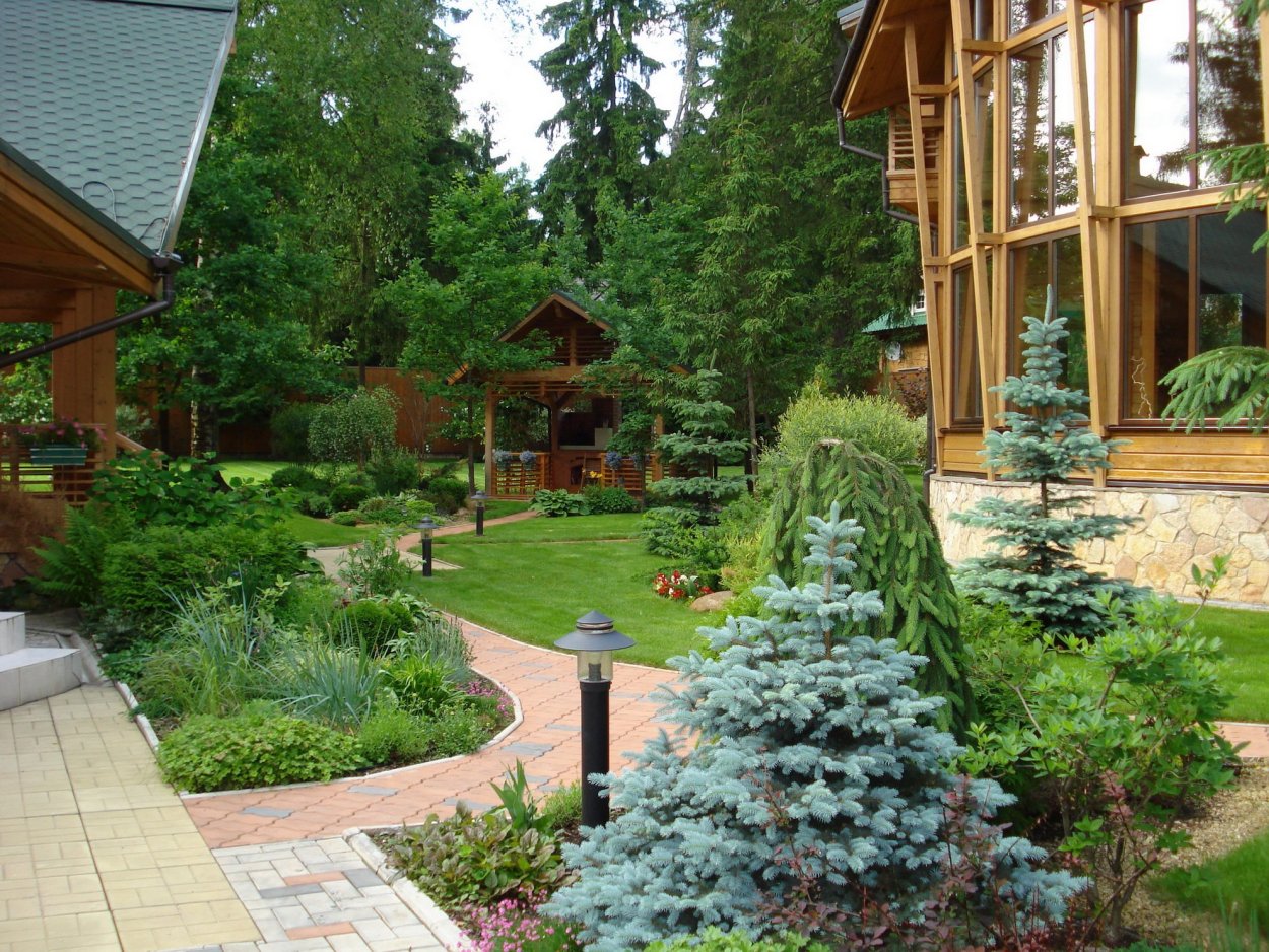 Хвойники в Лесном ландшафте