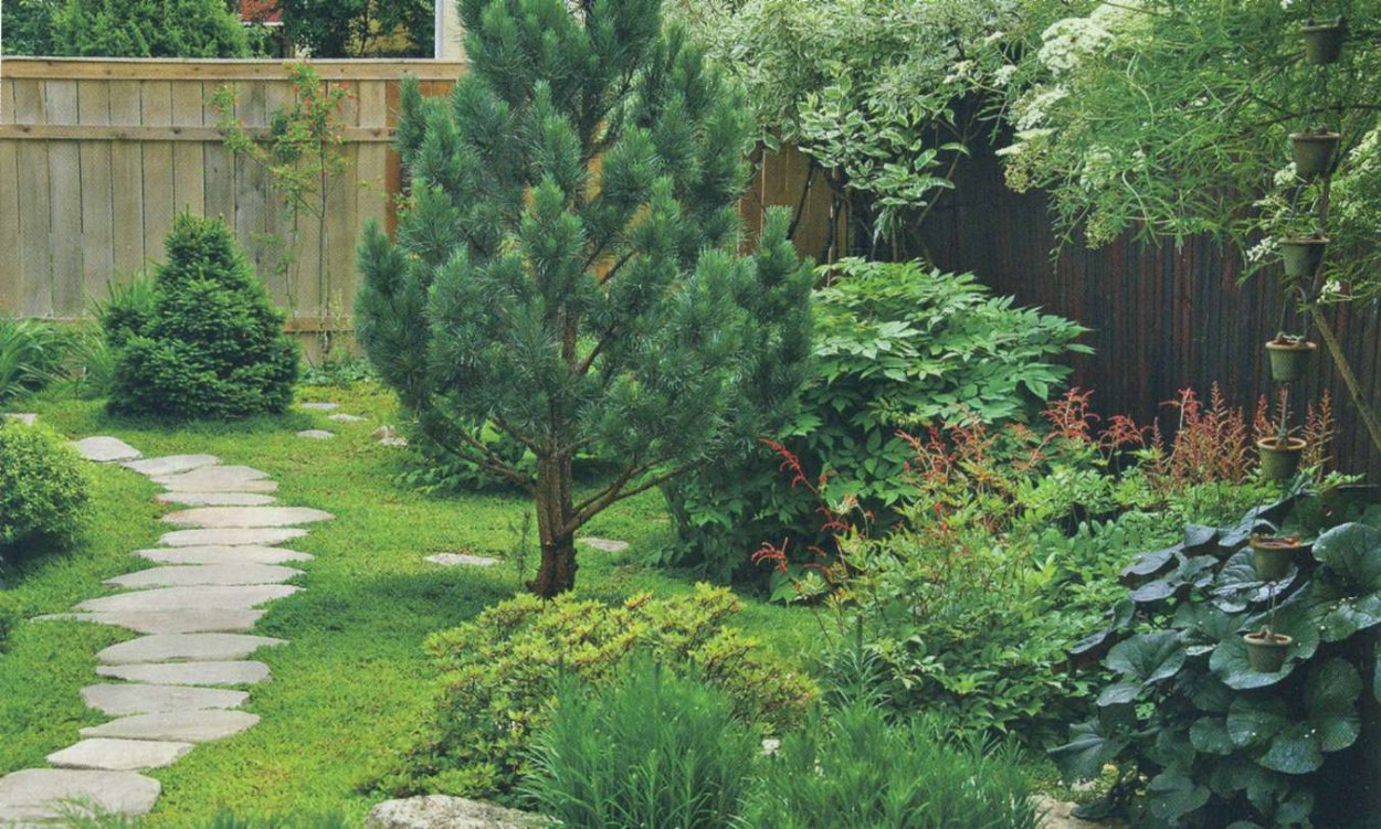 Сосна Ватерери миксбордер