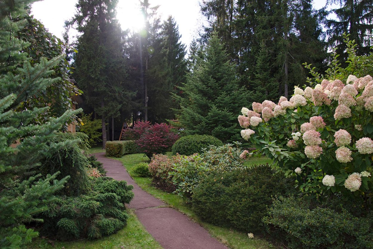 Сад с гортензиями и хвойниками в Лесном стиле