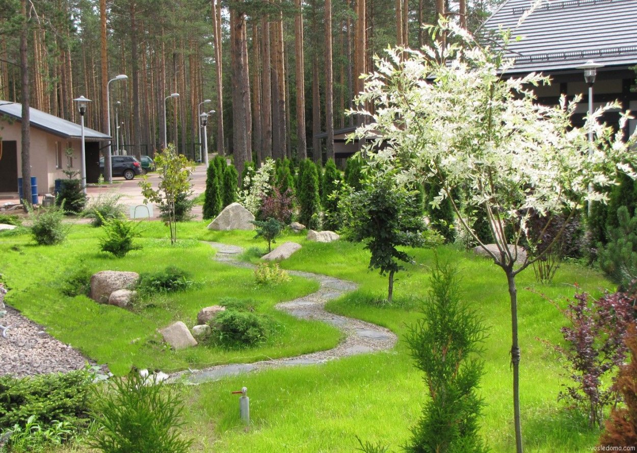 Ландшафт с соснами